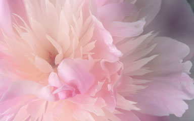 Peony desktop image